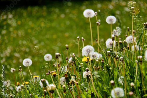 Dandelions on a sunny day./Wind, Dandelion Seed, Flying, Plant, Seed