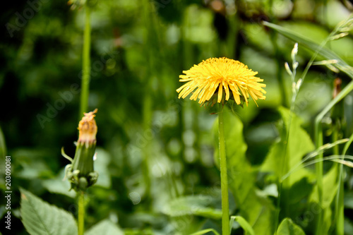 Fototapeta Naklejka Na Ścianę i Meble -  Dandelions on a sunny day./Wind, Dandelion Seed, Flying, Plant, Seed