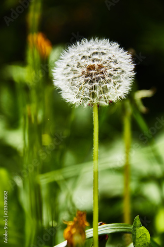 Fototapeta Naklejka Na Ścianę i Meble -  Dandelions on a sunny day./Wind, Dandelion Seed, Flying, Plant, Seed