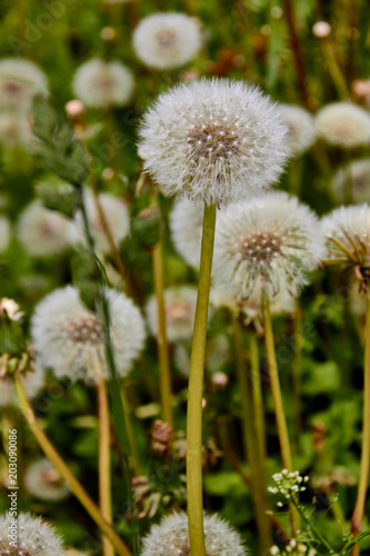 Dandelions on a sunny day. Wind  Dandelion Seed  Flying  Plant  Seed