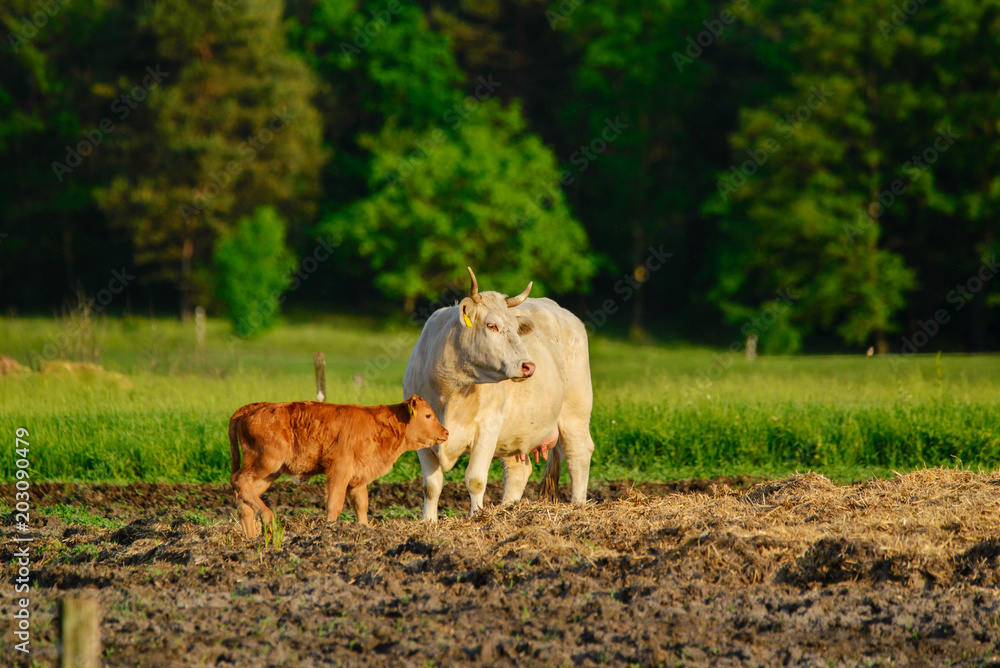 Cows and calf on the pasture Cows and calf on the pasture