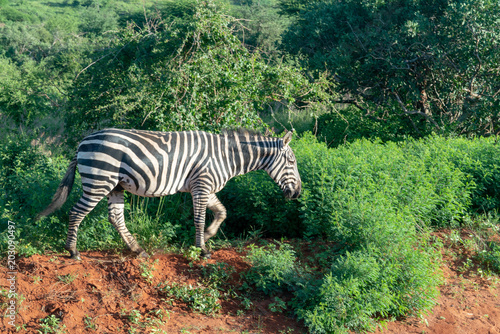 alleinstehendes Zebra