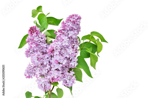 Lilac flower isolated on white background