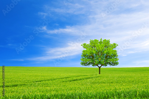 Ecology concept. New life.Tree, field and beautiful sky.