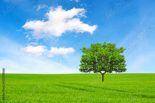 Ecology concept. Tree, field and beautiful sky