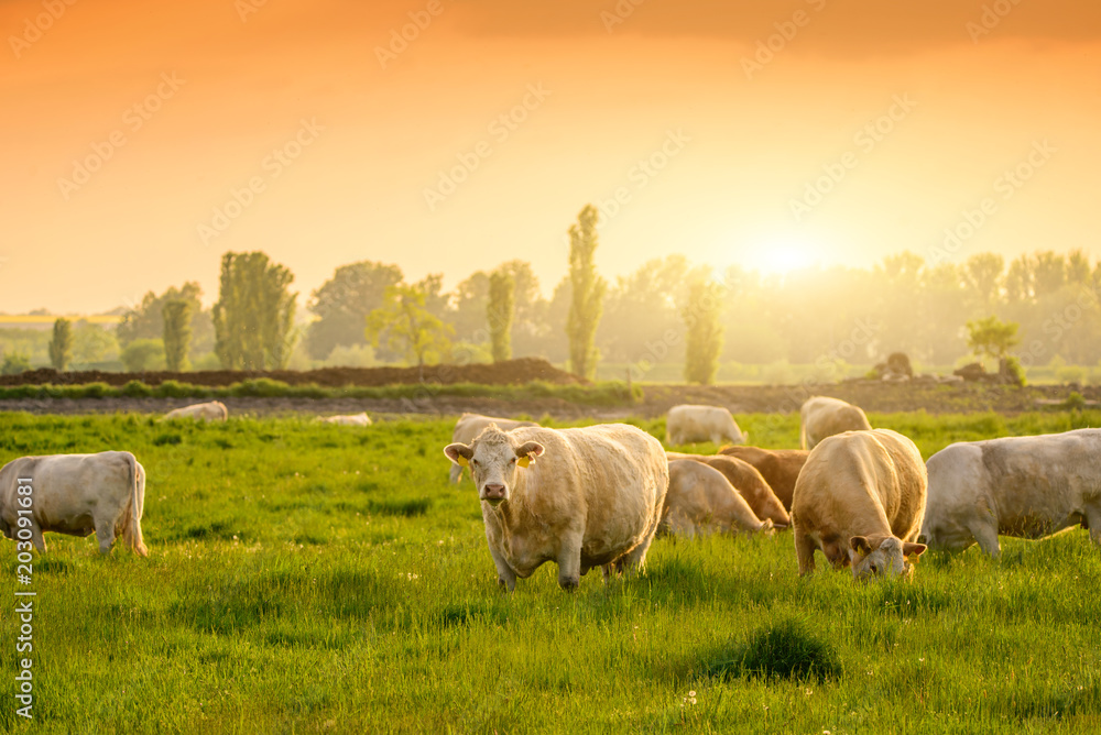Fototapeta premium Cows on the pasture sunset lights