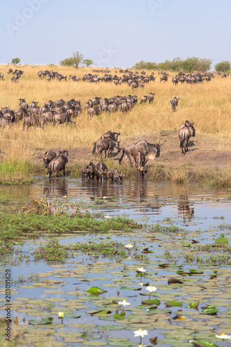 Herd of wildebeest on the shore of the pond with lily. Kenya, Africa 