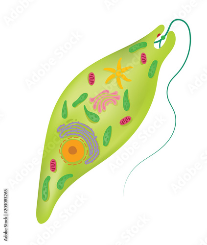 Vászonkép The structure of euglena