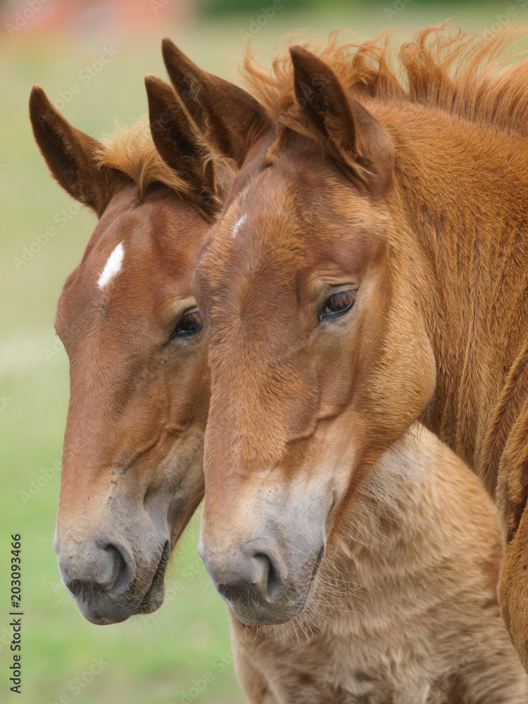 Two Suffolk Horse Foals