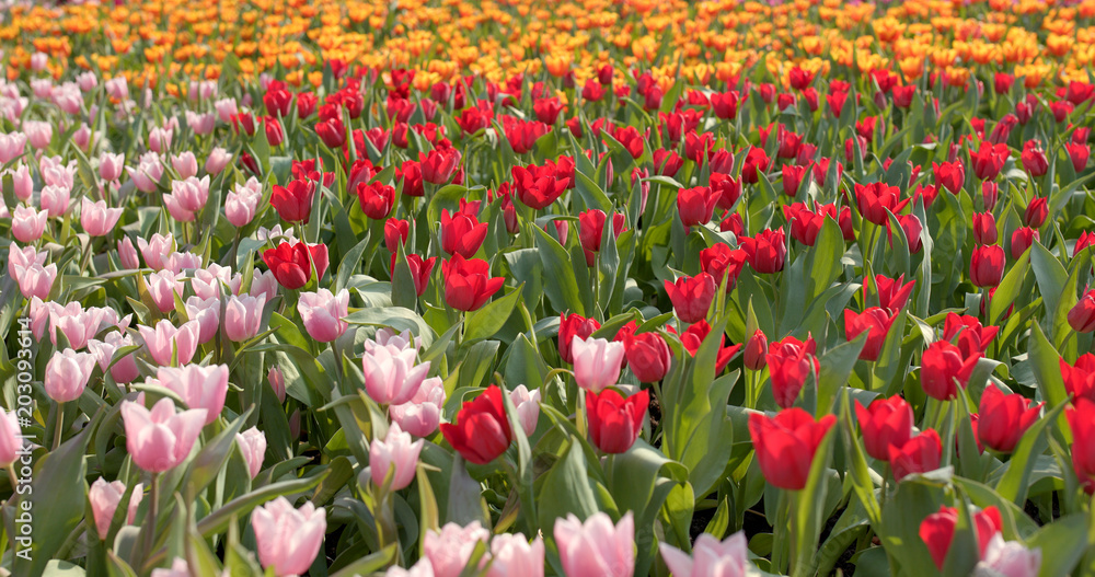  Colorful tulip flower farm