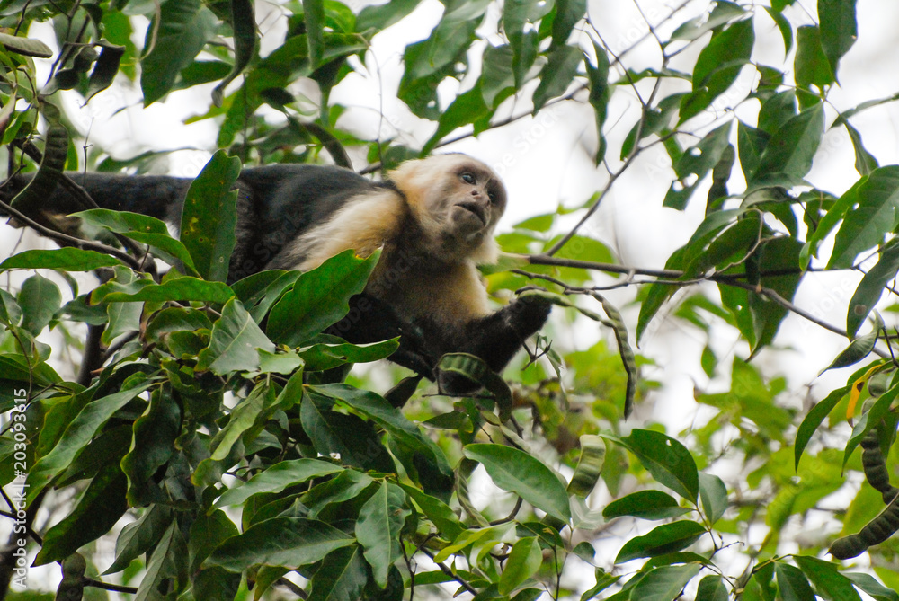 Fototapeta premium A Capuchin monkey watches from his tree the hikers walking on the way to Corcovado National Park, Costa Rica