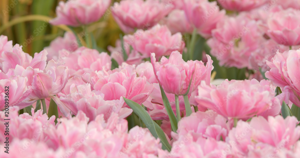 Pink tulip flower field