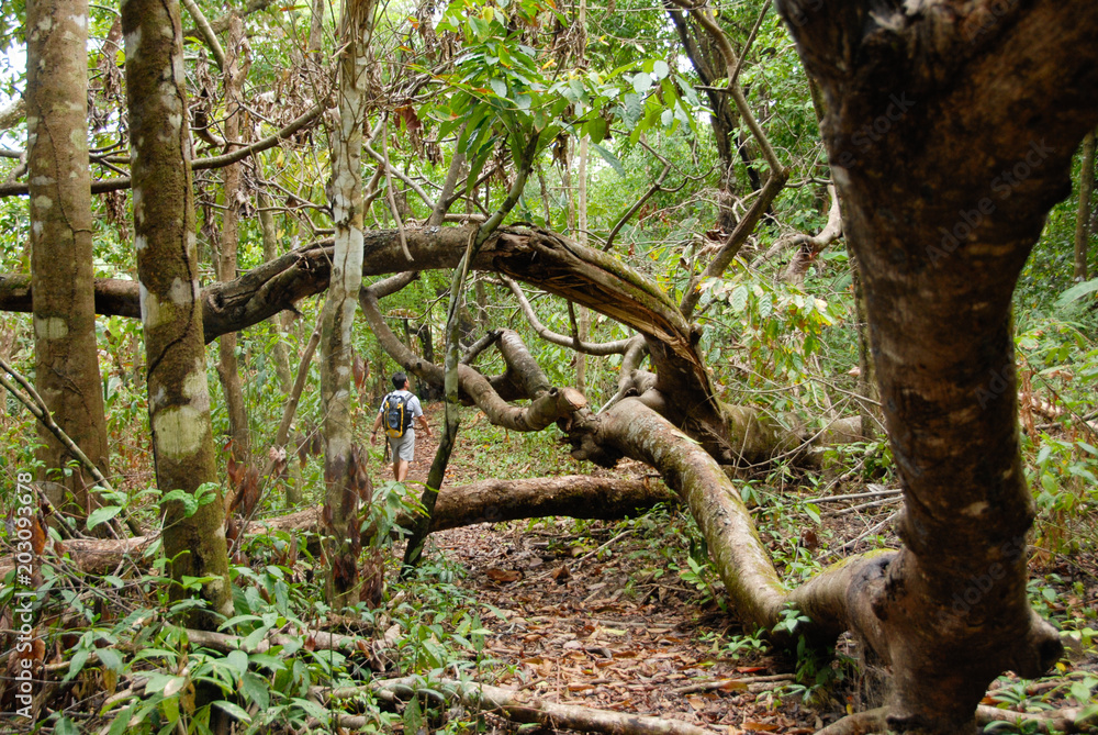 A hiker walks through the jungle among fallen trees on the way to Corcovado National Park A hiker walks through the jungle among fallen trees on the way to Corcovado National Park