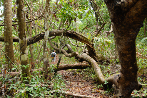 Принти на полотні A hiker walks through the jungle among fallen trees on the way to Corcovado Nati