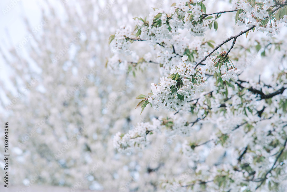 Flowers of the cherry blossoms on a spring day. Flowers of the cherry blossoms on a spring day.