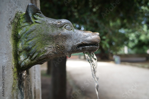 Photography Drinking fountain in the form of a wolf's head. Rome