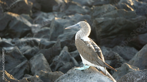 Blue booby