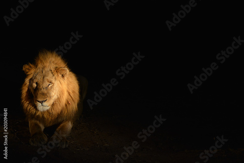 Lion   night