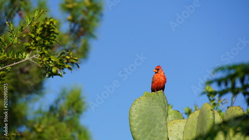 The Cardinal