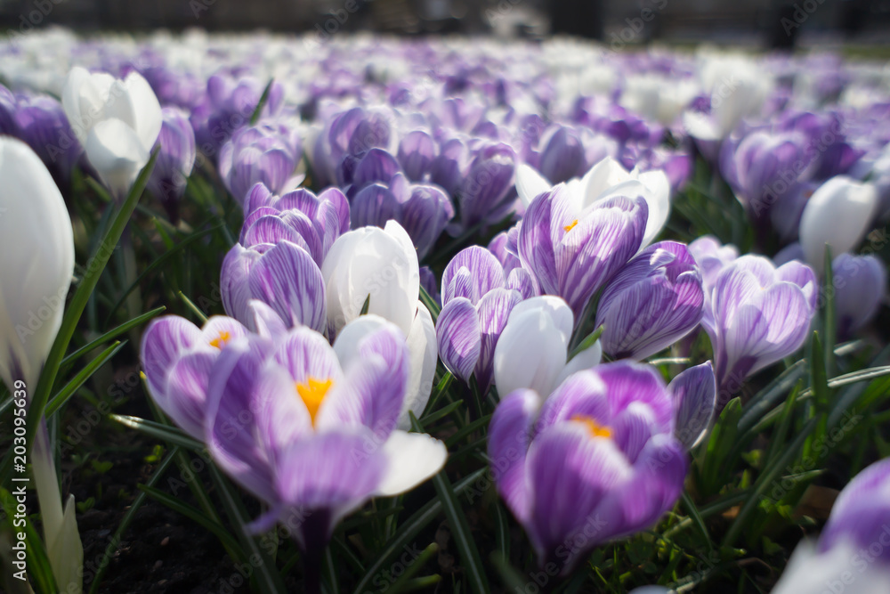 Spring Blooming Crocus imperati. Flower carpet lavender and yellow colour in Early Spring in the sunlight. Crocus Iridaceae, The Iris Family Spring Blooming Crocus imperati. Flower carpet lavender and yellow colour in Early Spring in the sunlight. Crocus Iridaceae, The Iris Family