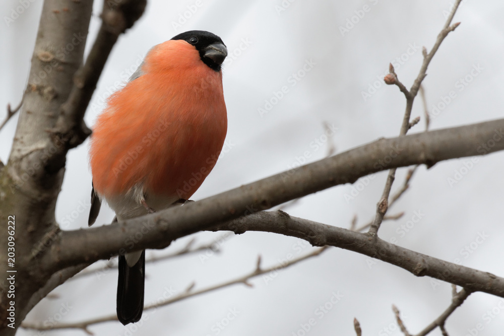 Cute bullfinch is sitting on a tree branch. Animals wildlife. Spring morning. Wild Animals.Wild nature of Ukraine. Closeup. Kiev. Ukraine, Cute bullfinch is sitting on a tree branch. Animals wildlife. Spring morning. Wild Animals.Wild nature of Ukraine. Closeup. Kiev. Ukraine,