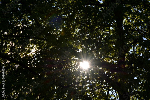 Hintergrund Baum Sonne 