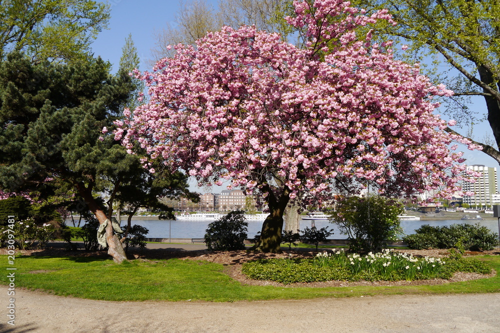 Blühender japanischer Kirschbaum im Rheinpark in Köln mit Rhein.