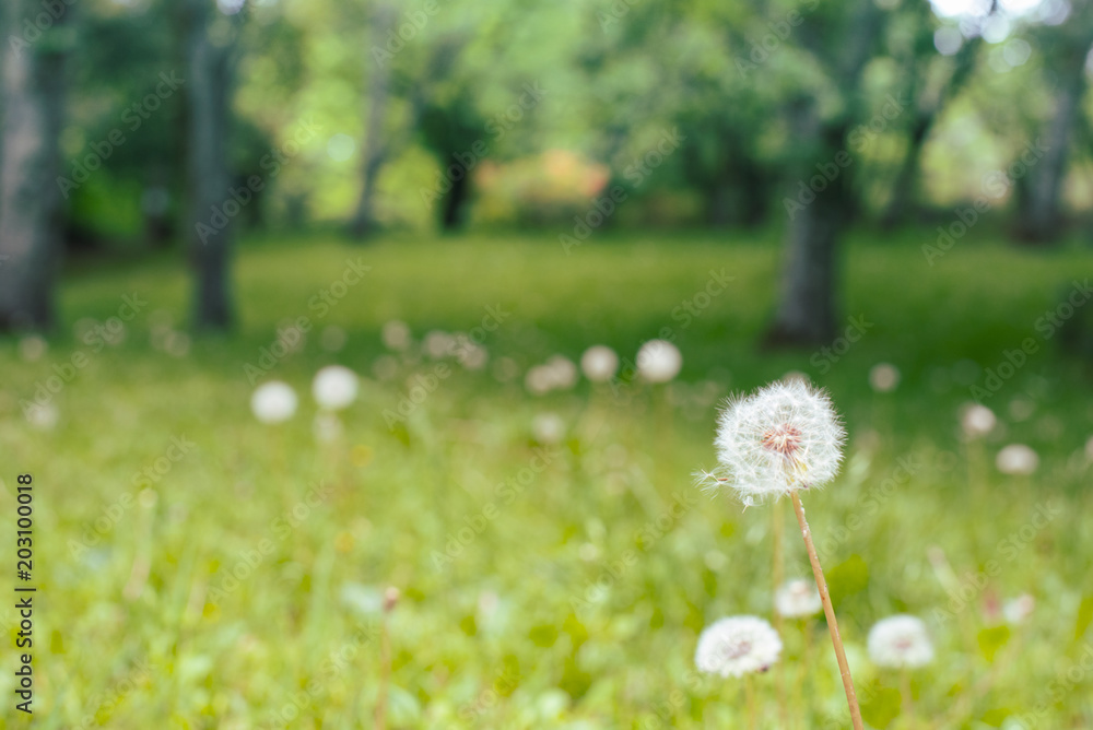 Obraz premium Fluff dandelion in th field