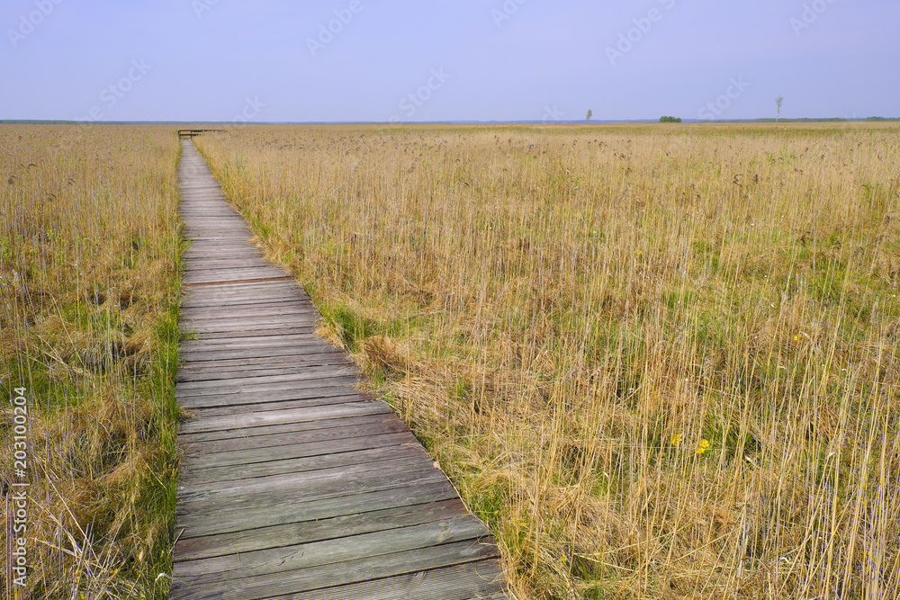 Panoramic view of birds observation platform in wetlands covered with early spring reed in Biebrza River wildlife refuge in north-eastern Poland.