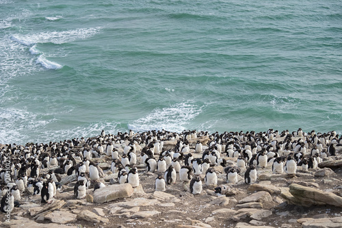 Rockhopper Penguin Colony, Saunder's Island, The Falklands