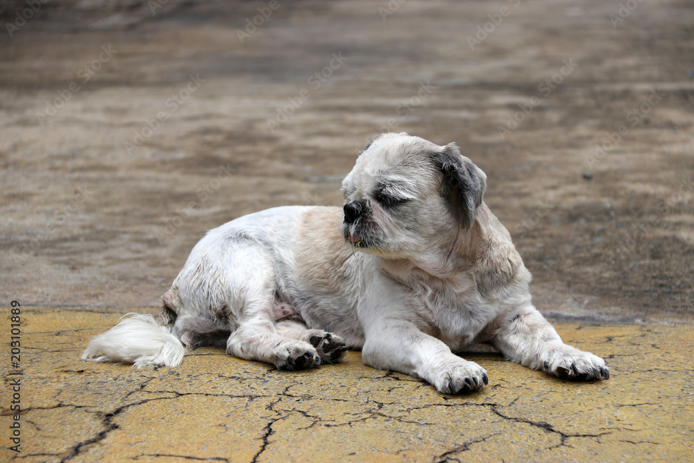 Short hair sales shih tzu puppy