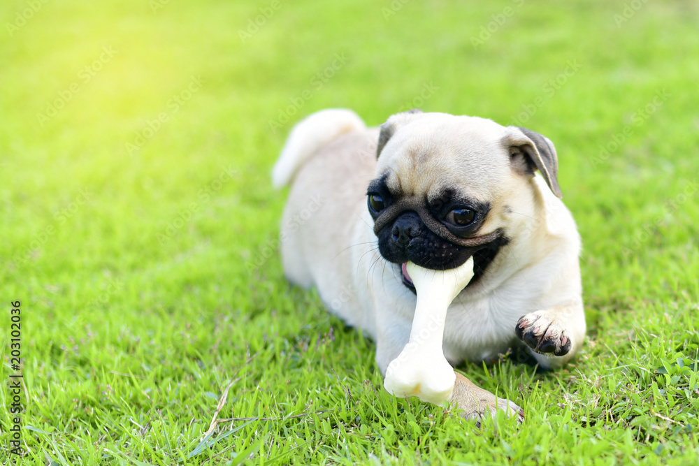 Little Pug eating a bone in garden
