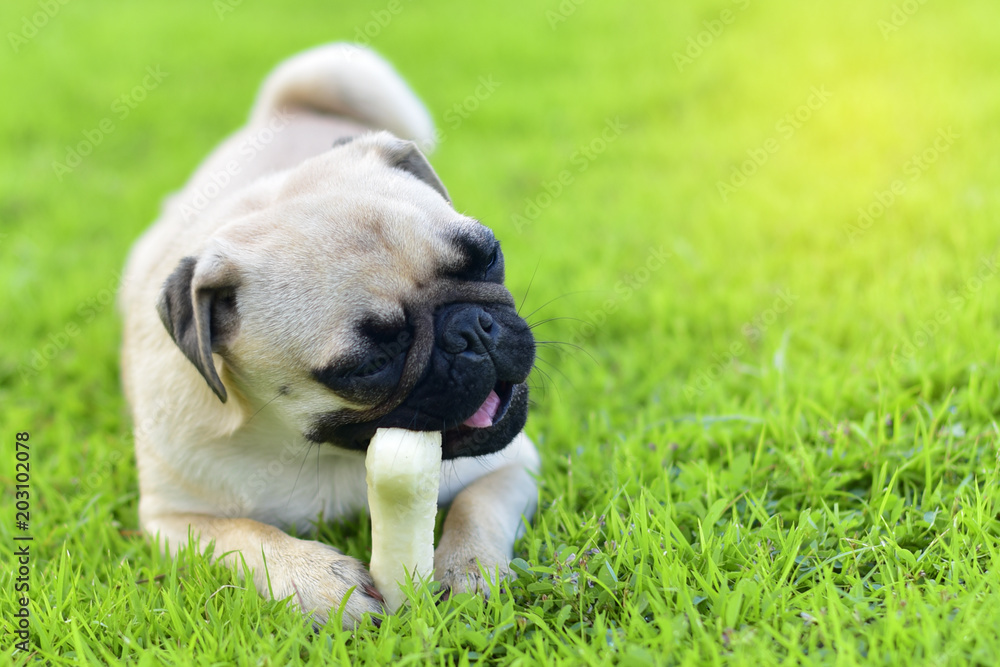 Obraz premium Little Pug eating a bone in garden 