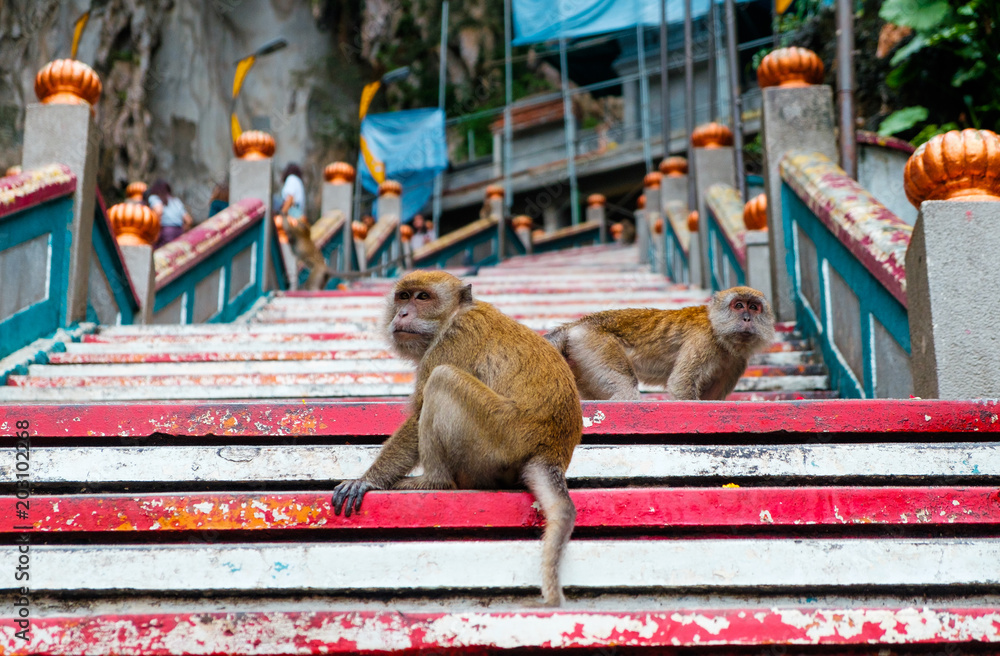Obraz premium couple of young monkeys otside sacred batu caves temple stairs during cloudy day