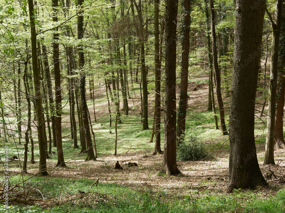 Buchenwald im Frühling – frisches Blattgrün Buchenwald im Frühling – frisches Blattgrün