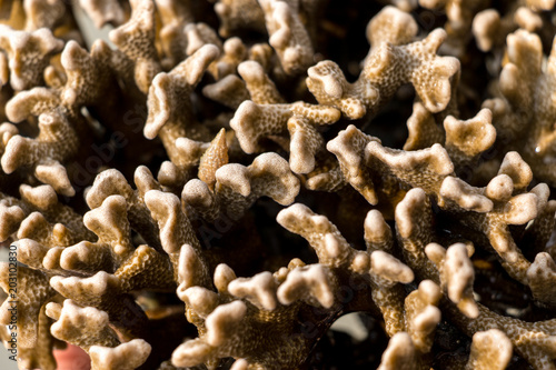 Corals are marine invertebrates in the class Anthozoa of phylum Cnidaria in the Sea.