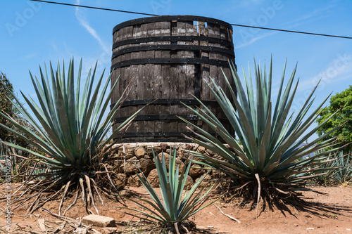 Barril grande y plantas de agave azul en la ruta del tequila.
