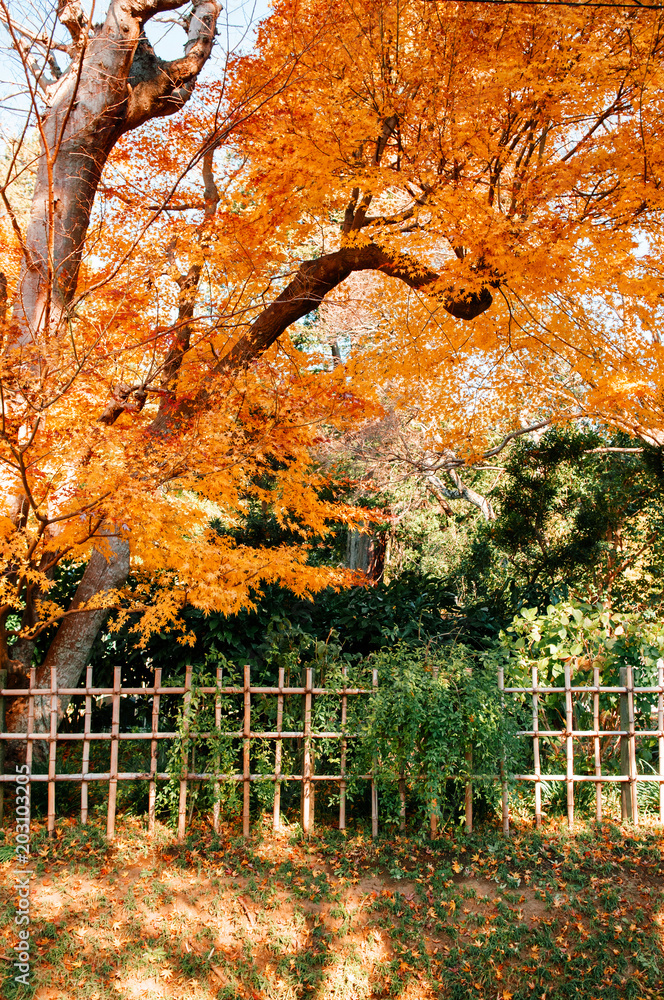 Colourful Autumn leaves foliage with bamboo fence, Sakura city, Chiba, Japan