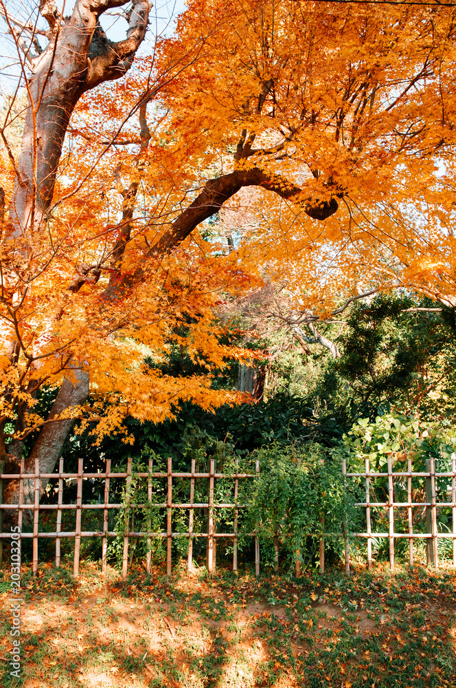 Colourful Autumn leaves foliage with bamboo fence, Sakura city, Chiba, Japan Colourful Autumn leaves foliage with bamboo fence, Sakura city, Chiba, Japan