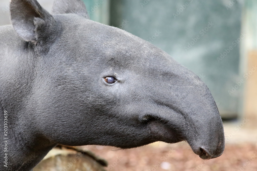 Portrait de Tapir