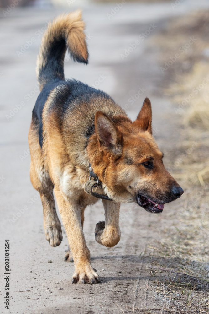 Dog runs on nature in the spring Dog runs on nature in the spring