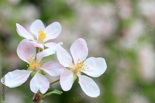 White    pink apple flower   spring blurry background