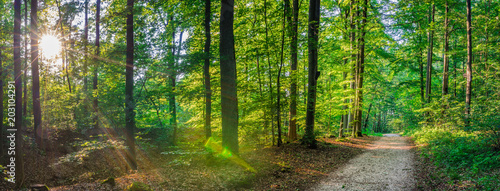 Forest panorama in summer, idyllic pathway with sunrays shines through trees in park