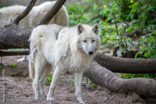 White Polar Wolf in Zoo of Berlin