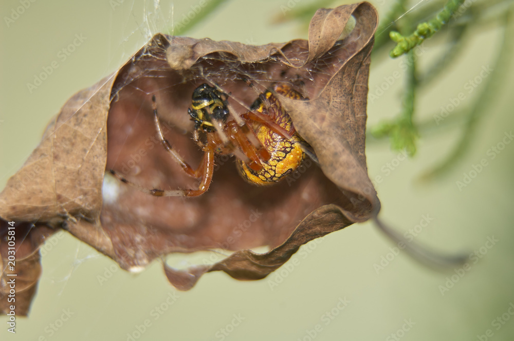 Fototapeta premium Orbweaver Spider
