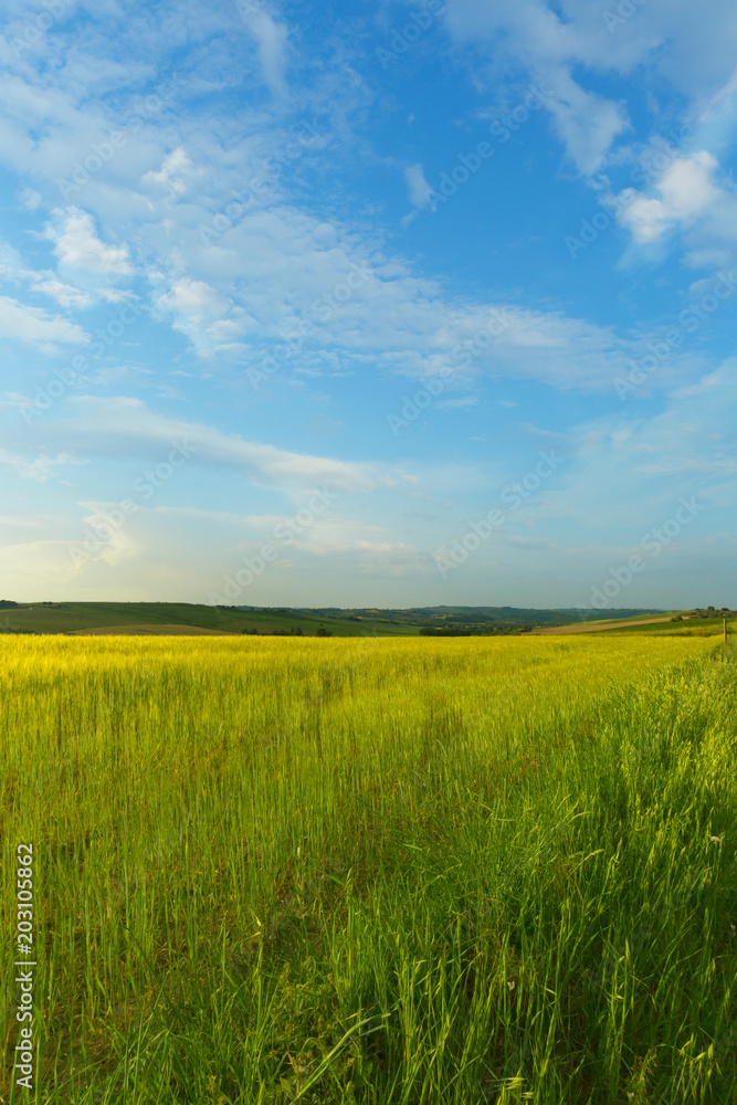 Natural background, green field of wheat and blue sky