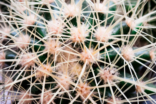 cactus flower prickly