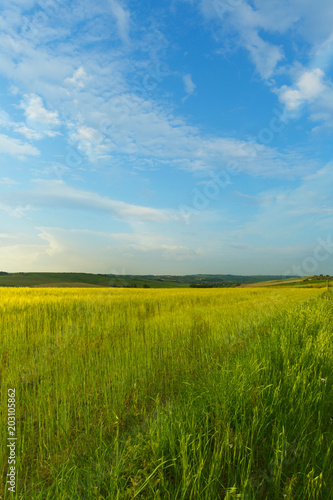 Natural background  green field of wheat and blue sky