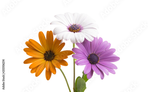 Osteospermum isolated