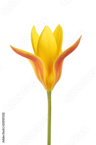 Single tulip flower